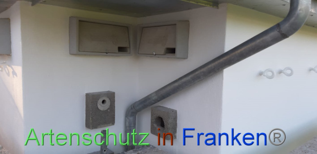 © Artenschutz in Franken® Bild zum Eintrag (1013369-160)
