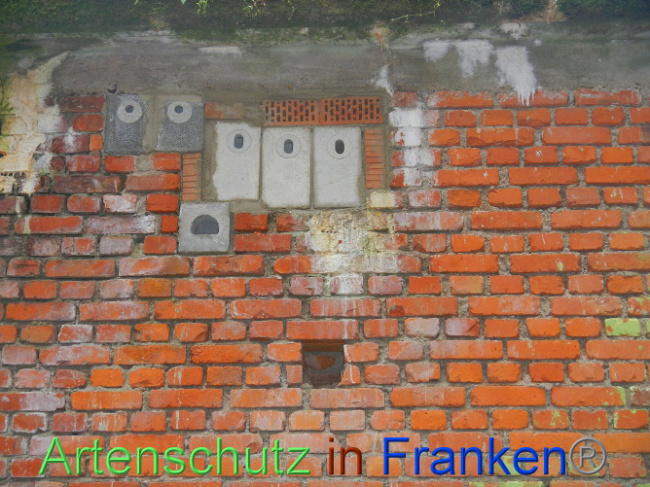 © Artenschutz in Franken® Bild zum Eintrag (1013389-160)