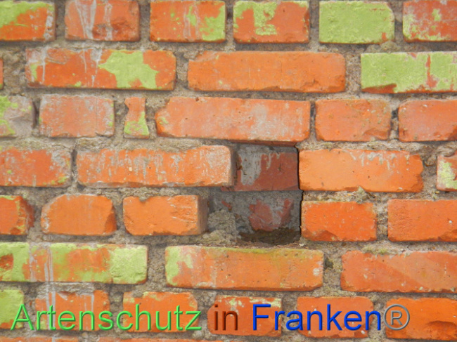 © Artenschutz in Franken® Bild zum Eintrag (1013390-160)