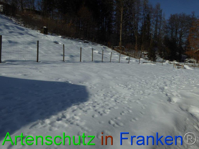 © Artenschutz in Franken® Bild zum Eintrag (1013500-160)