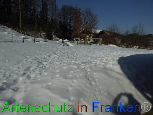 © Artenschutz in Franken® Bild zum Eintrag (1013501-160)