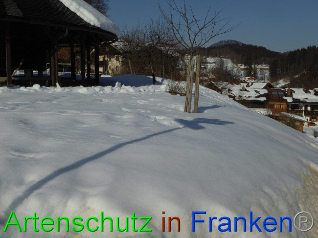 © Artenschutz in Franken® Bild zum Eintrag (1013503-160)