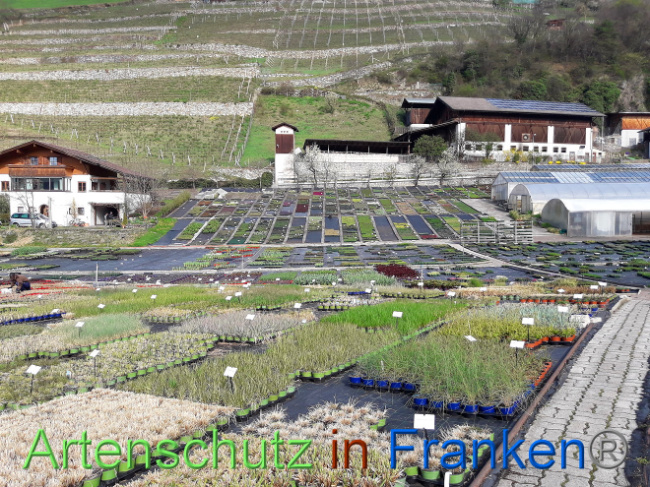 © Artenschutz in Franken® Bild zum Eintrag (1013545-160)