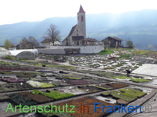 © Artenschutz in Franken® Bild zum Eintrag (1013546-160)