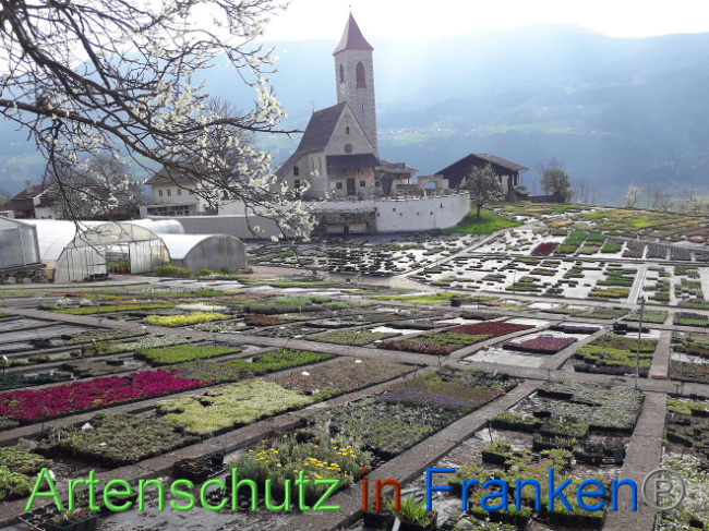 © Artenschutz in Franken® Bild zum Eintrag (1013547-160)