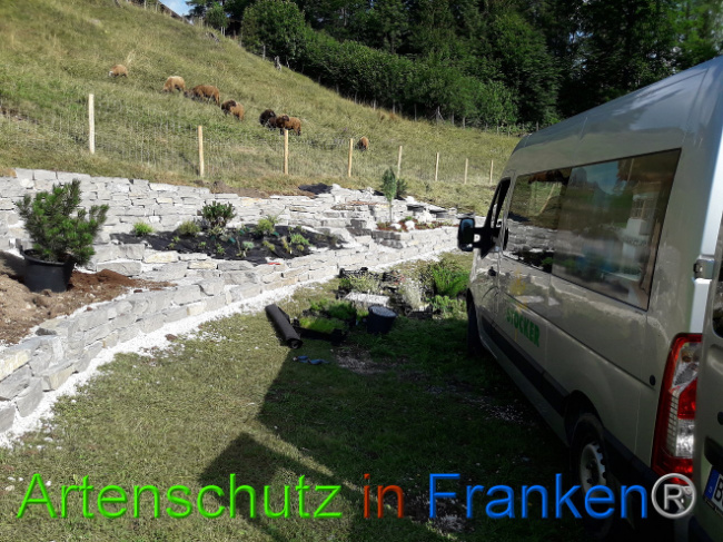 © Artenschutz in Franken® Bild zum Eintrag (1013553-160)