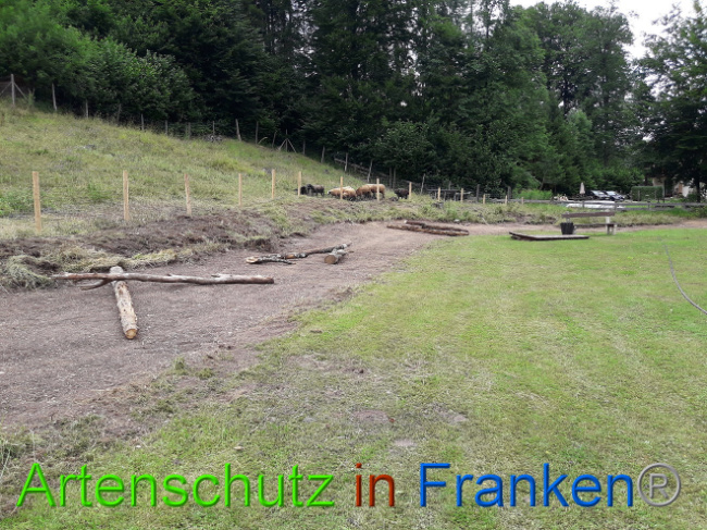 © Artenschutz in Franken® Bild zum Eintrag (1013563-160)