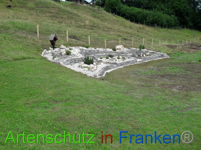 © Artenschutz in Franken® Bild zum Eintrag (1013578-160)