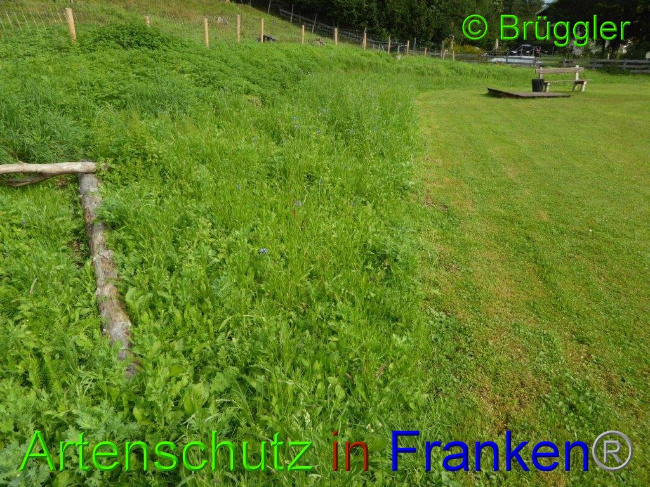 © Artenschutz in Franken® Bild zum Eintrag (1013589-160)