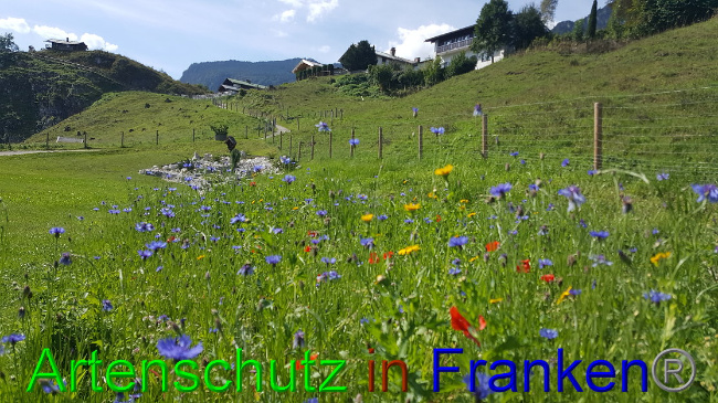 © Artenschutz in Franken® Stocker Bild zum Eintrag (1013593-160)
