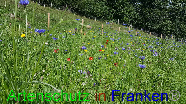 © Artenschutz in Franken® Stocker Bild zum Eintrag (1013594-160)