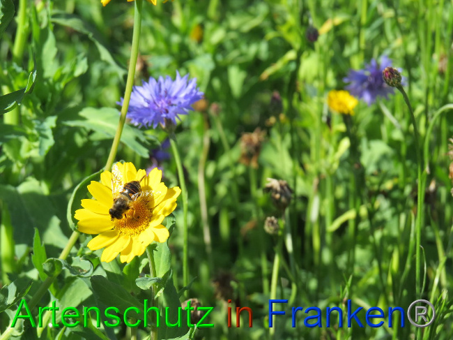 © Artenschutz in Franken® Bild zum Eintrag (1013609-160)