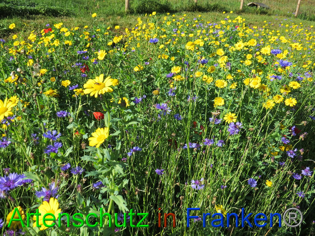 © Artenschutz in Franken® Bild zum Eintrag (1013610-160)