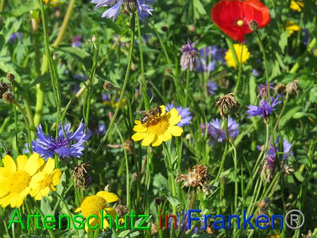 © Artenschutz in Franken® Bild zum Eintrag (1013611-160)