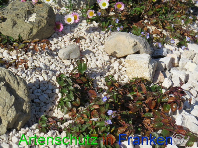 © Artenschutz in Franken® Bild zum Eintrag (1013620-160)