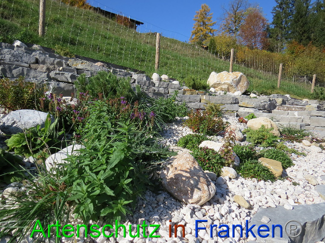 © Artenschutz in Franken® Bild zum Eintrag (1013621-160)