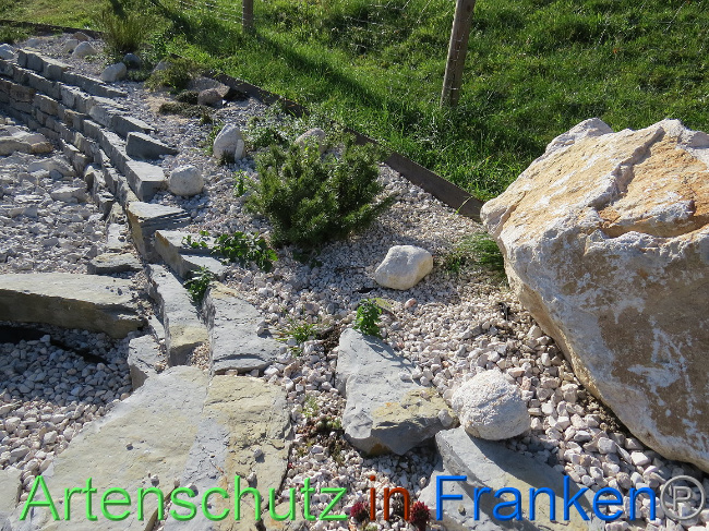 © Artenschutz in Franken® Bild zum Eintrag (1013634-160)