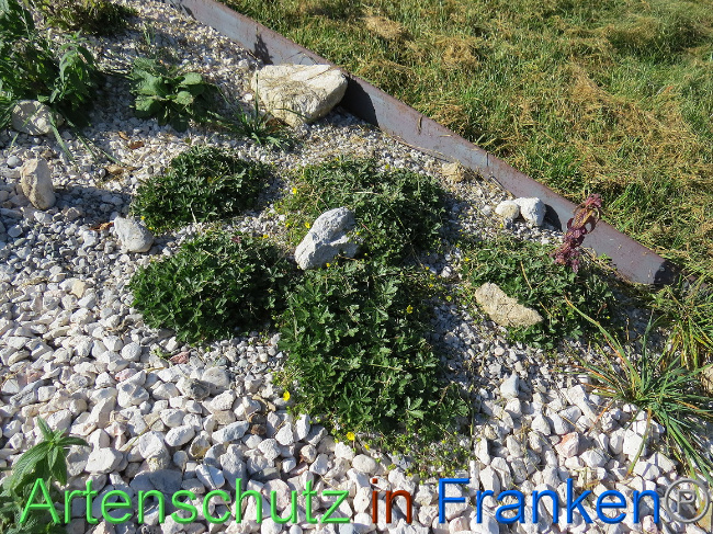 © Artenschutz in Franken® Bild zum Eintrag (1013635-160)