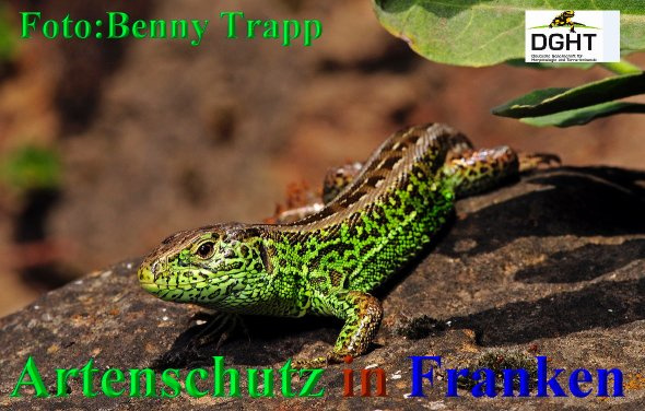 © Benny Trapp - DGHT Bild zum Eintrag (1013648-160)