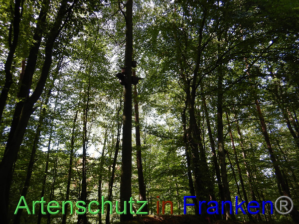 Bild zum Eintrag (101374-160)