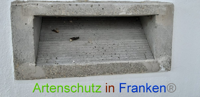 © Artenschutz in Franken® / Michael Sonfeld Bild zum Eintrag (1013778-160)