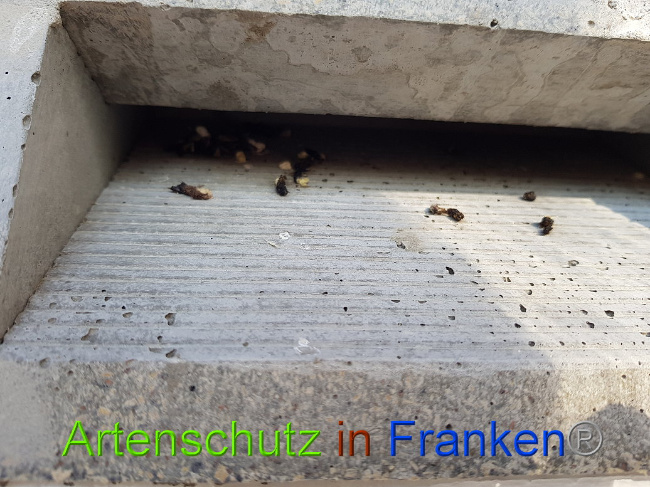 © Artenschutz in Franken® / Michael Sonfeld Bild zum Eintrag (1013780-160)