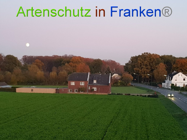 © Artenschutz in Franken® / M.Sonfeld Bild zum Eintrag (1013784-160)