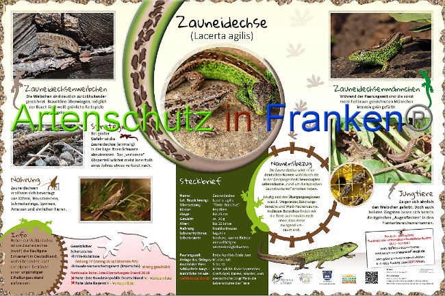 © Artenschutz in Franken® Bild zum Eintrag (1013953-160)