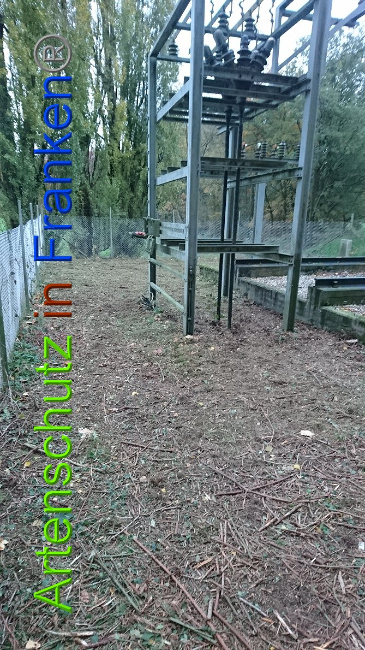 © Artenschutz in Franken® Bild zum Eintrag (1014049-160)