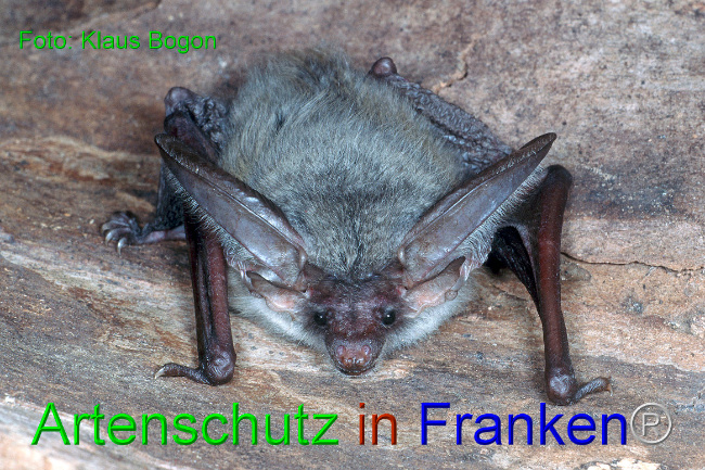 © Artenschutz in Franken® - Klaus Bogon Bild zum Eintrag (1014099-160)