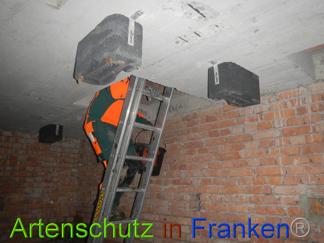 © Artenschutz in Franken® Bild zum Eintrag (1014223-160)