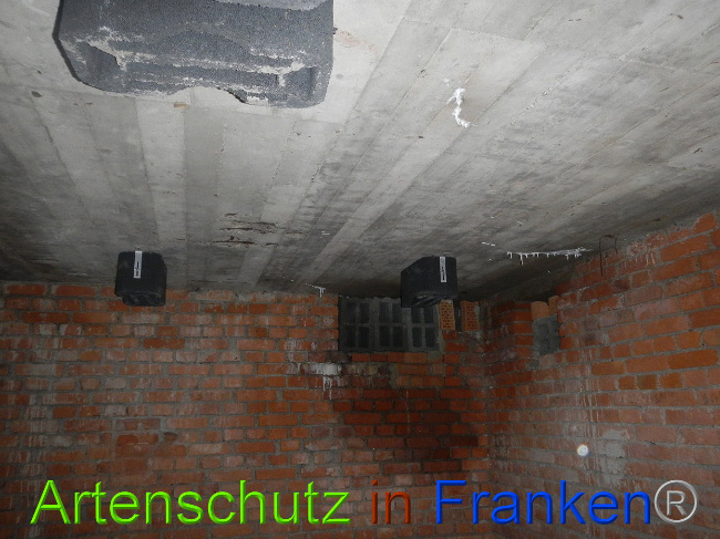 © Artenschutz in Franken® Bild zum Eintrag (1014232-160)