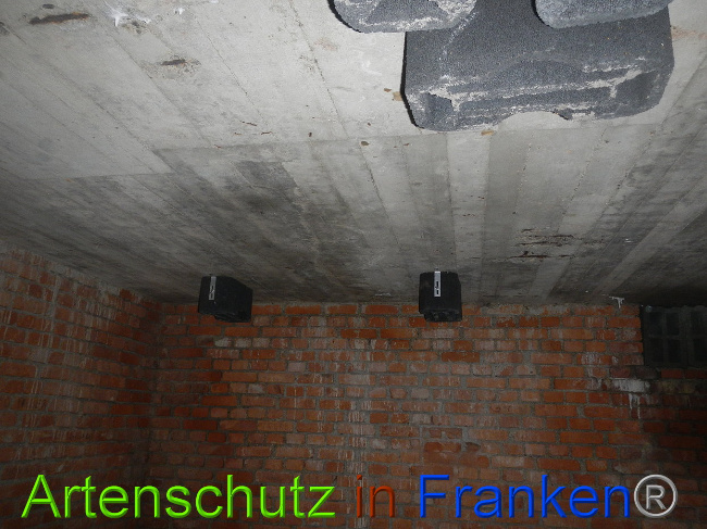 © Artenschutz in Franken® Bild zum Eintrag (1014233-160)