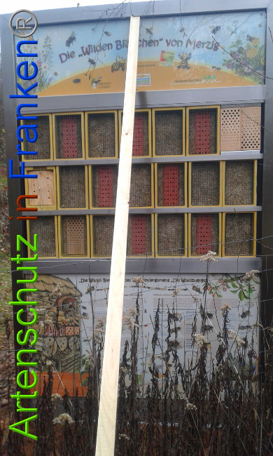 © Artenschutz in Franken® Bild zum Eintrag (1014265-160)