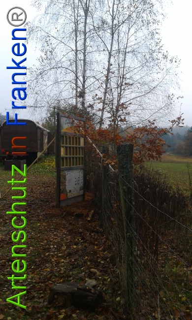 © Artenschutz in Franken® Bild zum Eintrag (1014274-160)