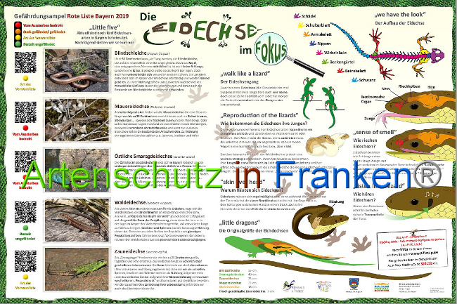 © Artenschutz in Franken® Bild zum Eintrag (1014372-160)