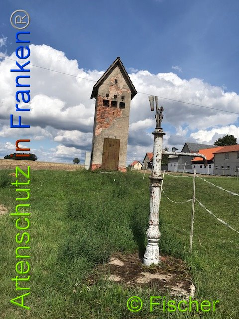 © Artenschutz in Franken® / Fischer Bild zum Eintrag (1014660-160)