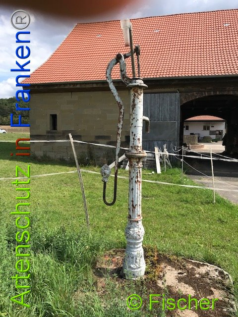 © Artenschutz in Franken® / Fischer Bild zum Eintrag (1014661-160)
