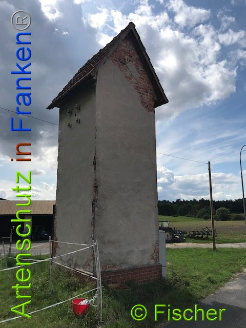 © Artenschutz in Franken® / Fischer Bild zum Eintrag (1014662-160)