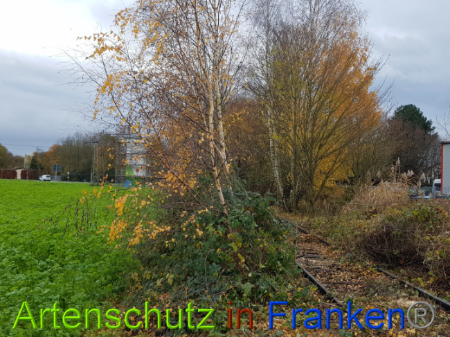 © Artenschutz in Franken® / Sonfeld Bild zum Eintrag (1014699-160)
