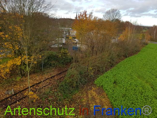 © Artenschutz in Franken® / Sonfeld Bild zum Eintrag (1014700-160)