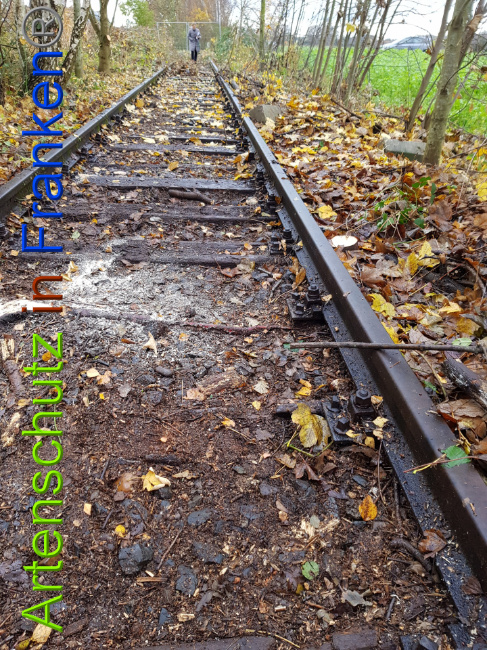 © Artenschutz in Franken® / Sonfeld Bild zum Eintrag (1014701-160)