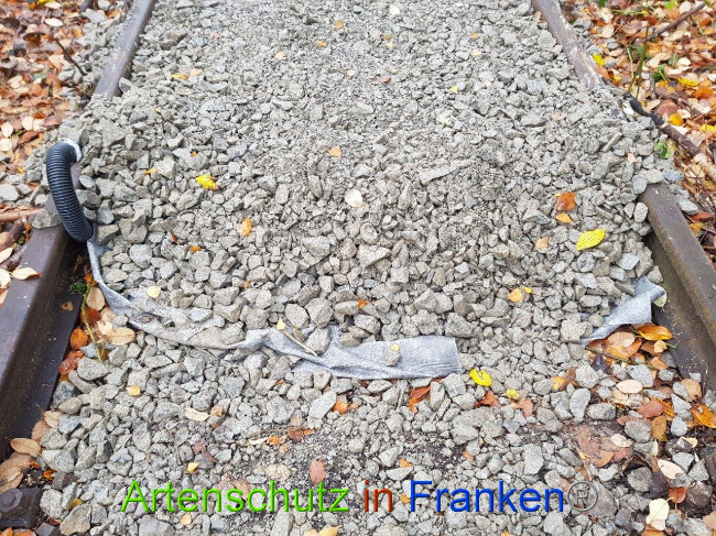 © Artenschutz in Franken® / Sonfeld Bild zum Eintrag (1015009-160)