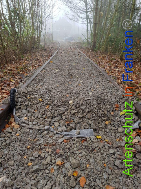 © Artenschutz in Franken® / Sonfeld Bild zum Eintrag (1015010-160)