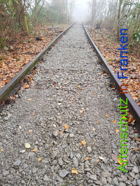 © Artenschutz in Franken® / Sonfeld Bild zum Eintrag (1015013-160)