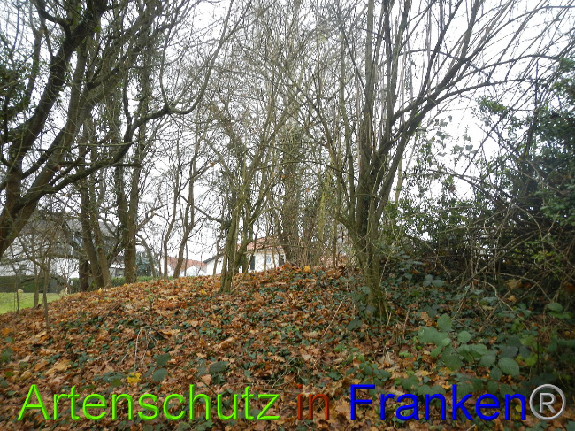 © Artenschutz in Franken® Bild zum Eintrag (1015182-160)