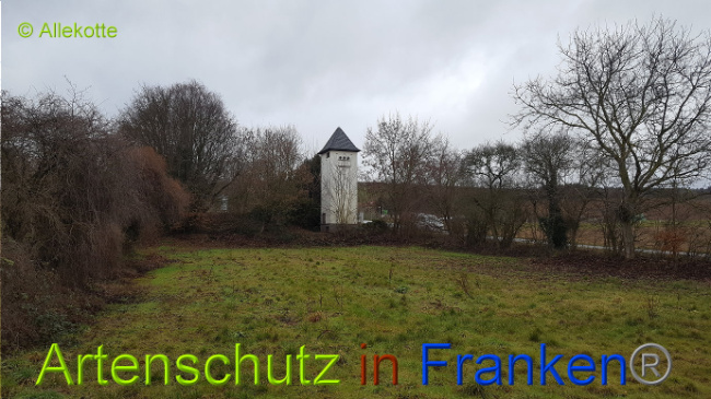 © Artenschutz in Franken® Allekotte Bild zum Eintrag (1015202-160)