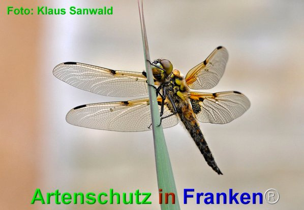 Bild zum Eintrag (101522-160)