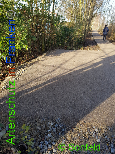 © Artenschutz in Franken® / Sonfeld Bild zum Eintrag (1015629-160)
