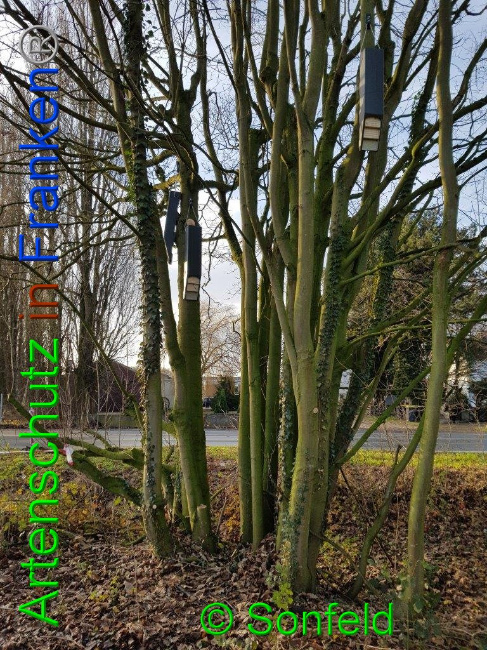 © Artenschutz in Franken® / Sonfeld Bild zum Eintrag (1015988-160)